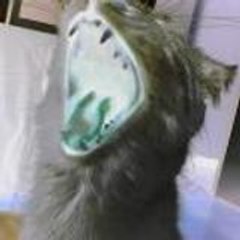 Zarbok