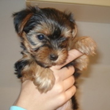 caline-yorkie