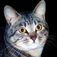 Principia Mathematica