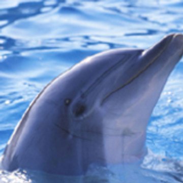 mariqna grigorova todorova