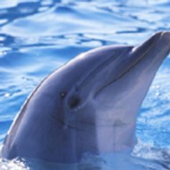 mariqna grigorova todorova