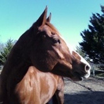 Peppermint_QuarterHorse