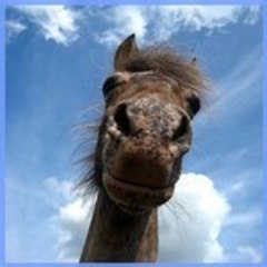 Sucette Ponette Appaloosa