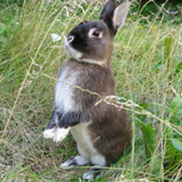 robertrabbit71