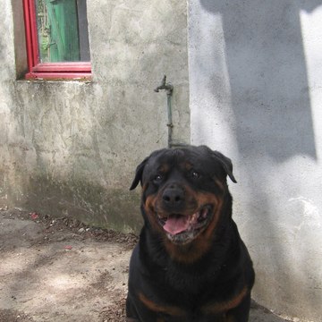 tauz33
