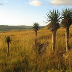 andrisoakely mamasiso