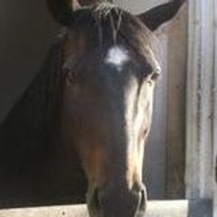 Fan-des-chevaux-42