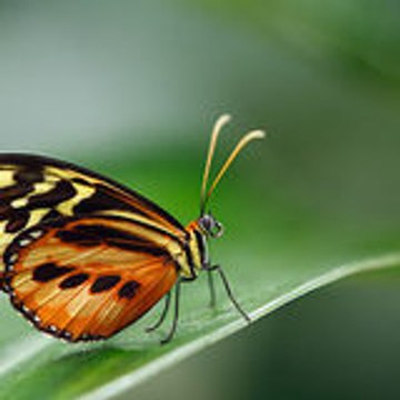 Christelle Christelle