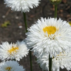 Malina
