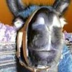 black-lama
