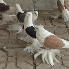 Bahmen