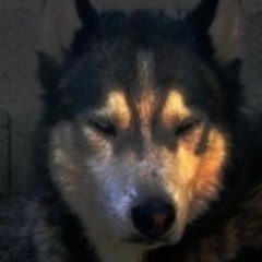 lopho2