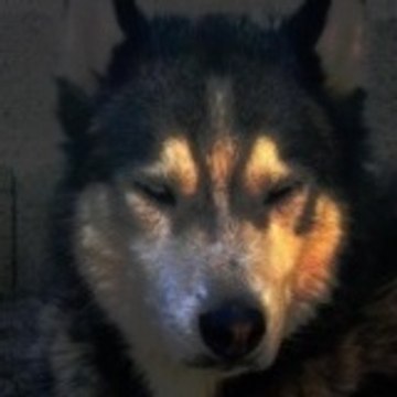 lopho2