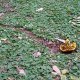 aimemalena