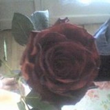 chikoula-ta3-chouchou