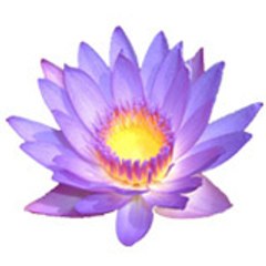 BioBee