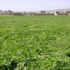 attafi44300