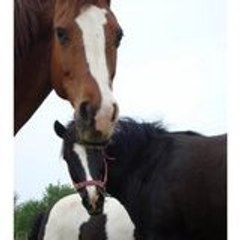 ponymadhorsegirl