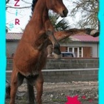 laziirOuxX
