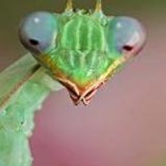 zziacc