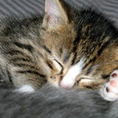 Chatichaton