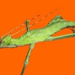 micara1