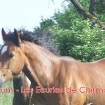 HoRsE-ThEnA-LoVe