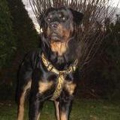 rott royal
