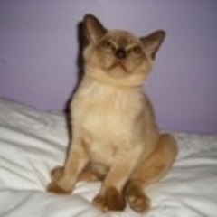 The True Cat