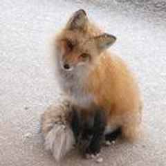 lumirabelle