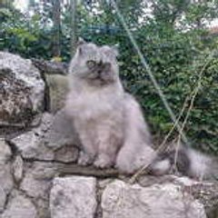 mikom06