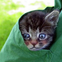 Planet Pets TV