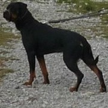 lulurott06