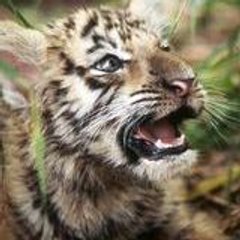 cuccioloditigre
