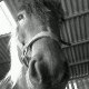 Camille
