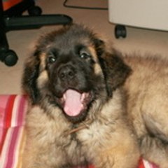 Bleuzou