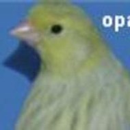 opale65