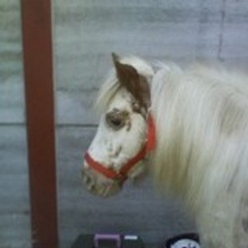 horsezzz