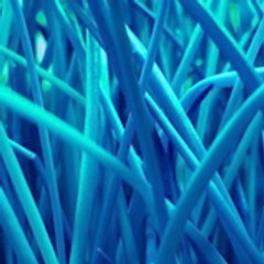 herbe_bleue_fluo