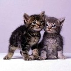 catidem