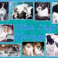 BLUE LAGONS