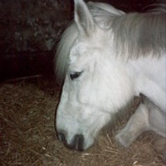 fer-a_cheval