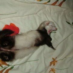 Lilo_et_co