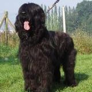 ALF de la chaume du bois dieu