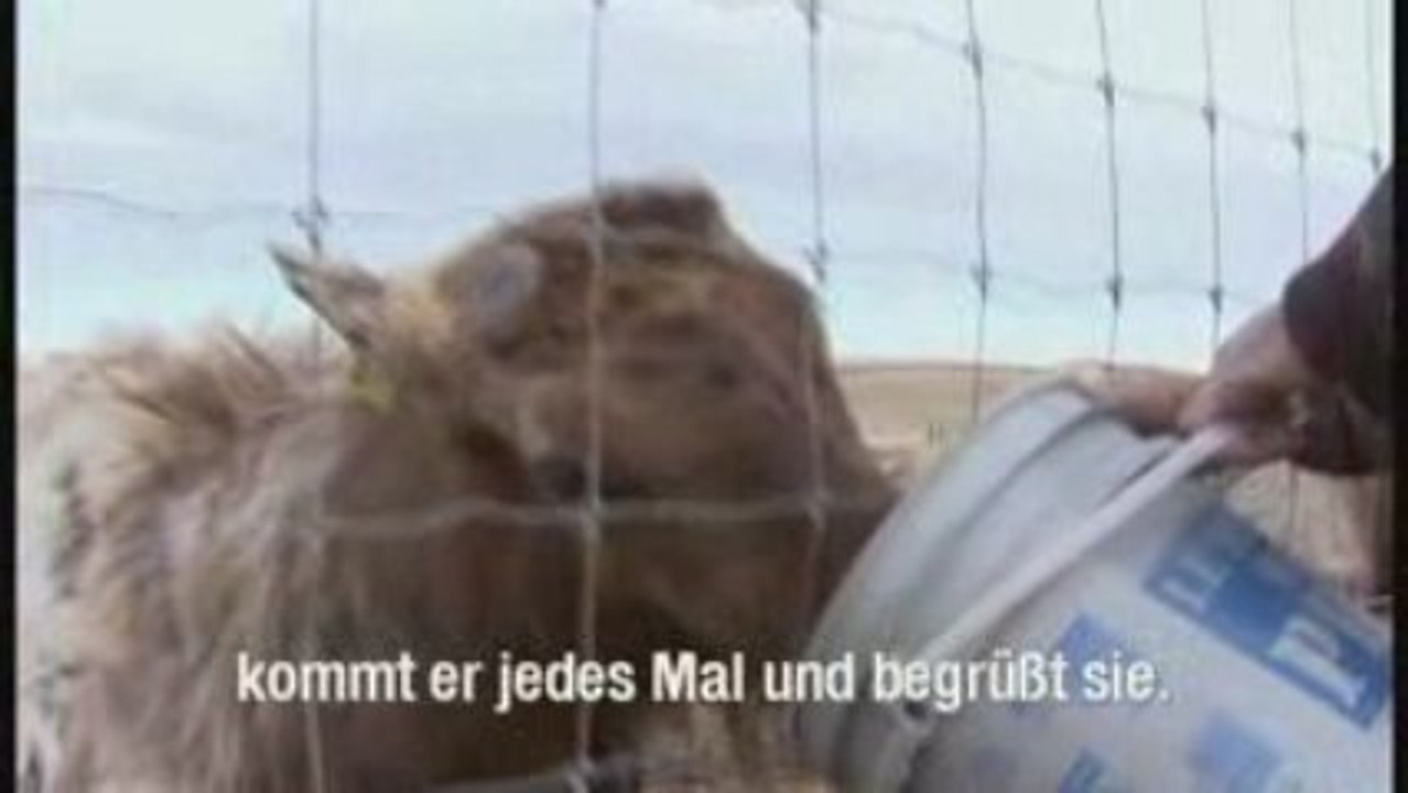 Rocky Mountain Küche - Alberta, Kanada