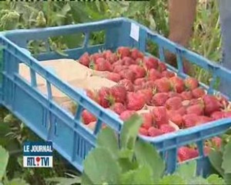chez un producteur de fraises