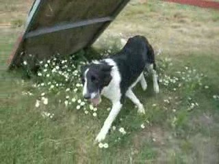 Pierrot, croisé border