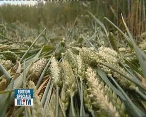 Momalle  des crop circles sont visibles dans les champs de b