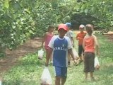 Les enfants découvrent l'arboriculture à Saint-Gilles