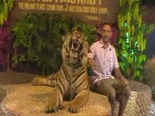 magnifique tigre de thailande